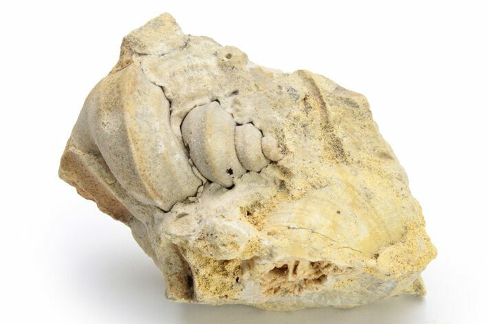Ordovician Gastropod (Trochonema) Fossil - Wisconsin #224317